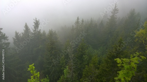 Misty woods. Slovakia