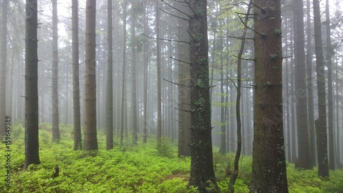 Misty woods. Slovakia © Valeria