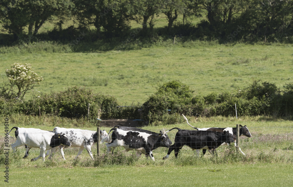 Beef cattle run along the farm fence in Dorset England UK