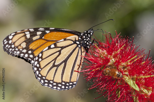 Monarch butterfly on early spring flowers on natural landscape