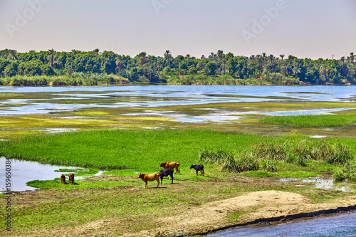 Slika na platnu cow on river bank in egypt
