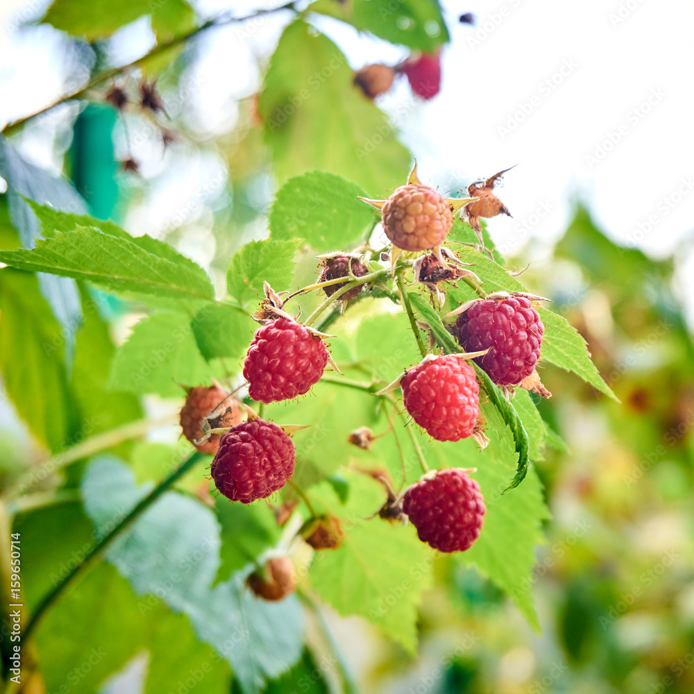 ripe red raspberries on the bush. branch of raspberry ripe red raspberries on the bush. branch of raspberry