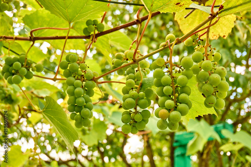 bunch of white grapes in garden. ripening grape clusters on the vine