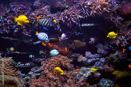 Wonderful and beautiful underwater world with corals and fish