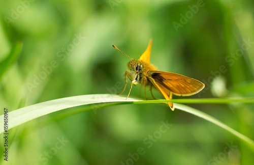 Butterfly on flower.