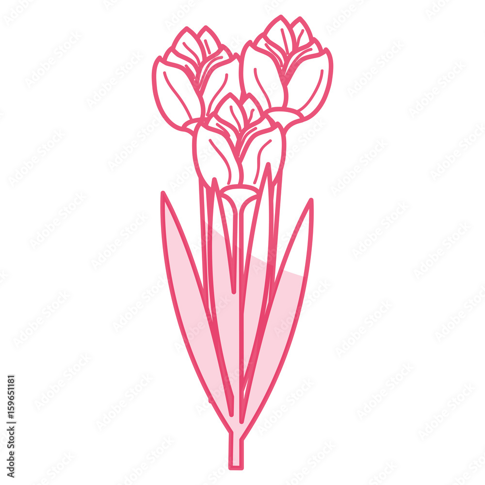 beautiful flowers decorative icon vector illustration design vector illustration design