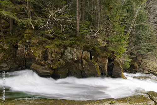 Coniferous forest on the slopes of the mountains  mountain river  spring.