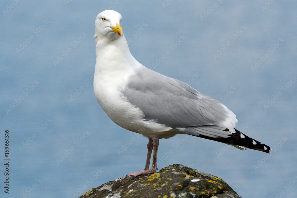 Black-backed gull, Inchcolm Island, Scotland