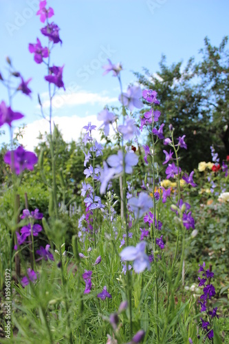 Plakat wild flowers