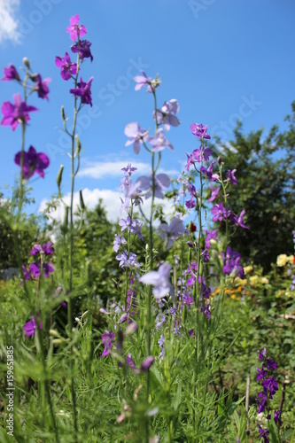 Plakat wild flowers