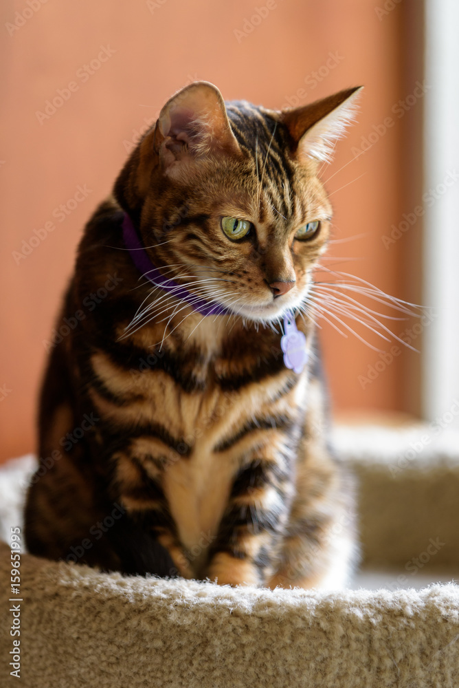 Domestic Bengal cat sitting with intense focus
