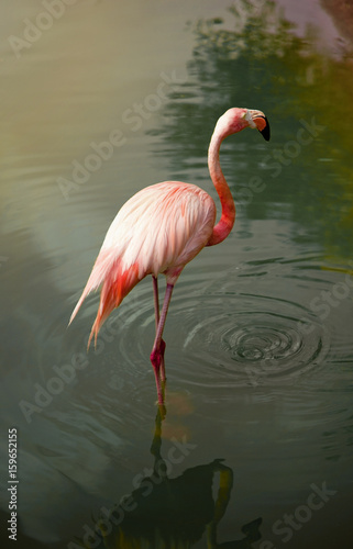 Standing Flamingo in the Water