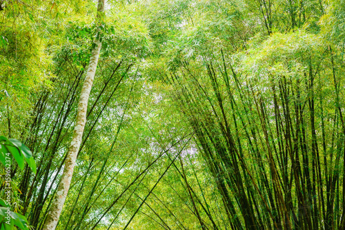 Tropical bamboo forest in Trinidad and Tobago