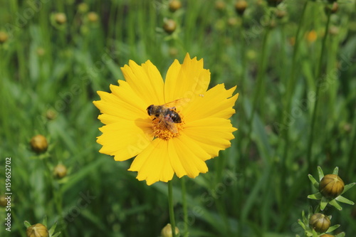 Plakat bee on a flower