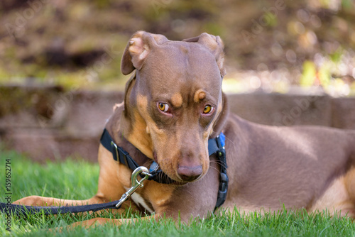 Fototapeta Naklejka Na Ścianę i Meble -  Two tone brown dog laying in the grass with a funny questioning expression
