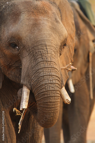 Elefant