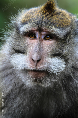 Affe