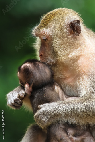 Affe mit Baby