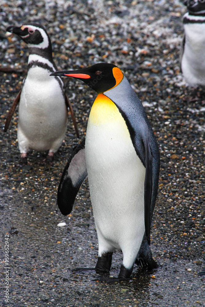 Obraz premium Pinguin