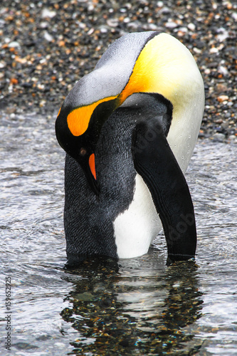 Pinguin