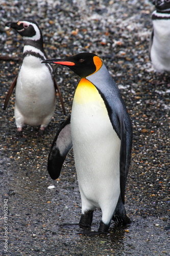 Pinguin