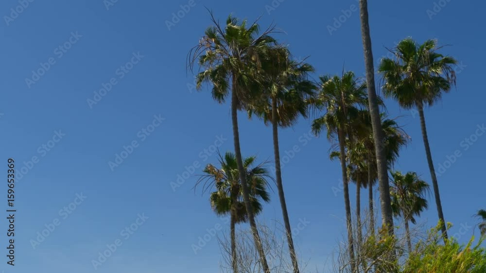 Palm Fronds Left Copy Space For Titles Palm Fronds Left Copy Space For Titles