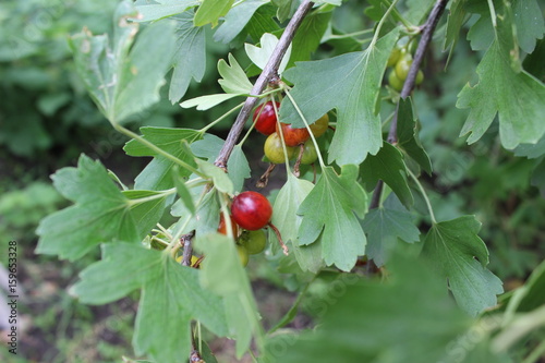Plakat red currant