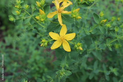 Plakat Hypericum