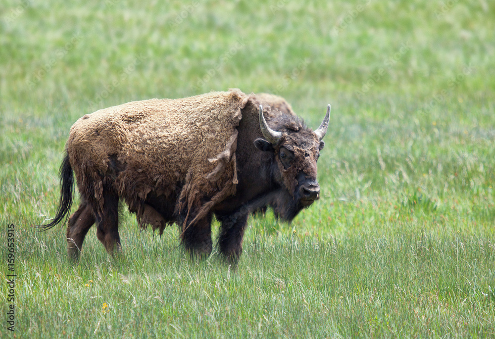 Bison at Yellowstone Bison at Yellowstone