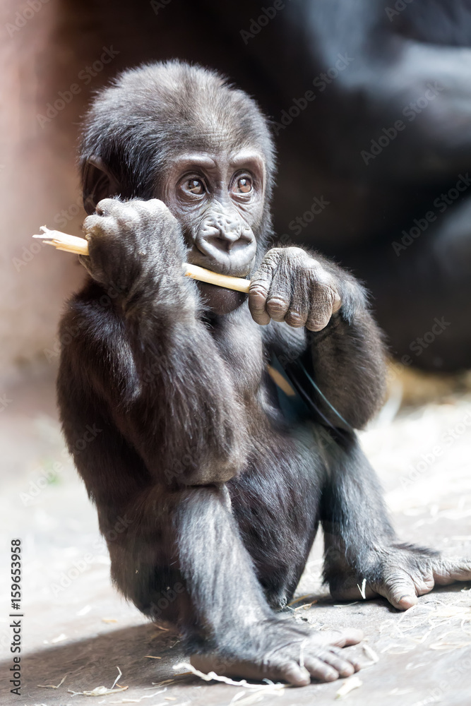 Obraz premium Cute little gorilla baby plays with a stick