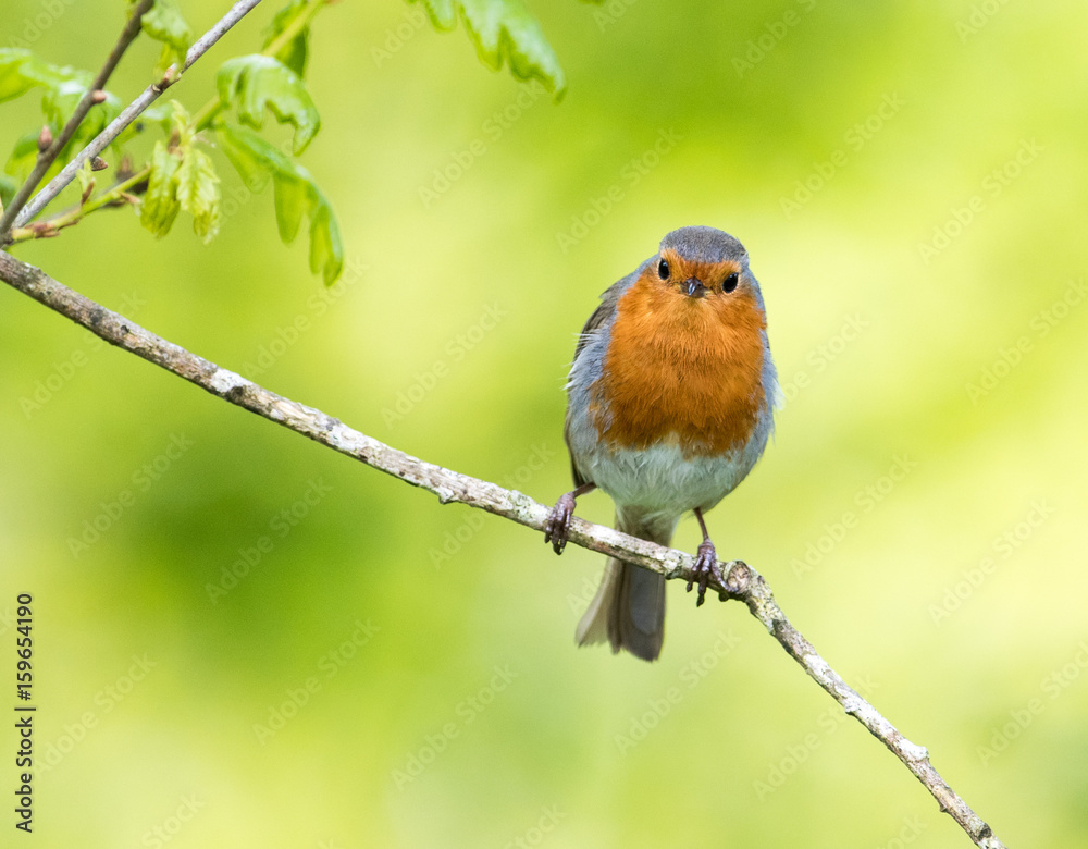 Fototapeta premium Cute robin sitting on a branch with natural green background.