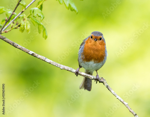 Cute robin sitting on a branch with natural green background.