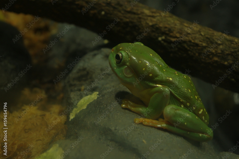 frog frog
