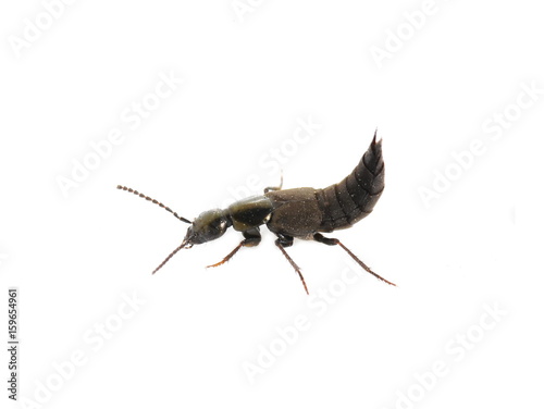 Shiny rove beetle in threat position isolated on white background