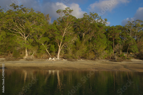 trees at the sea
