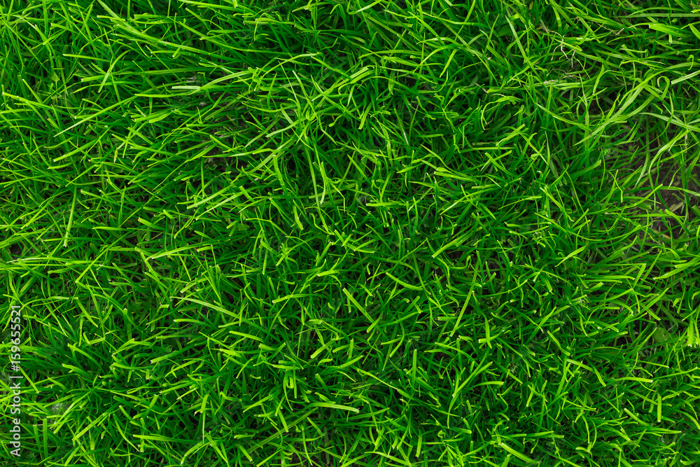 green grass background.Close-up of fresh green grass. Background for the inscriptions. green grass background.Close-up of fresh green grass. Background for the inscriptions.