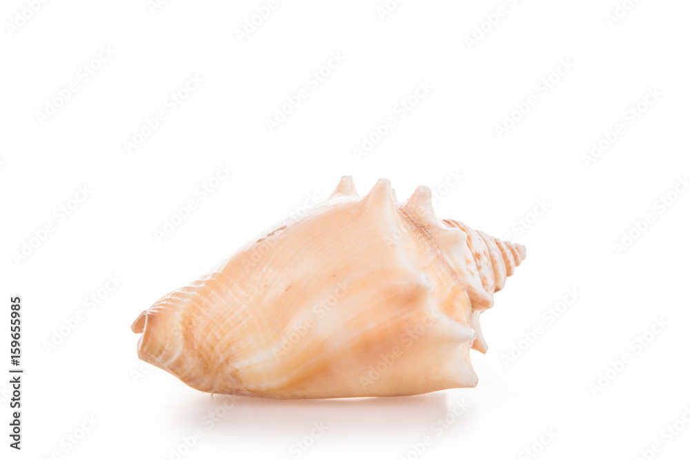 Mussels isolated on a white background Mussels isolated on a white background