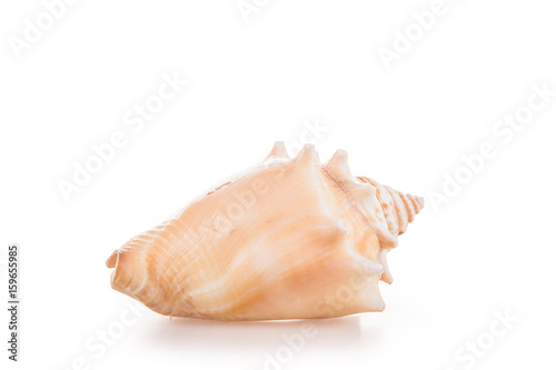 Mussels isolated on a white background