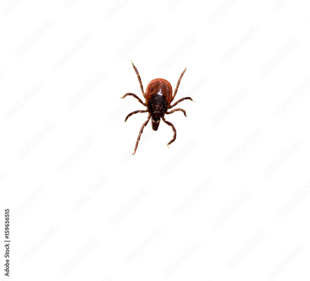 Weibliche Zecke, Gemeiner Holzbock (Ixodes ricinus), Zecken, freigestellt , Niedersachsen, Deutschland, Europa Weibliche Zecke, Gemeiner Holzbock (Ixodes ricinus), Zecken, freigestellt , Niedersachsen, Deutschland, Europa