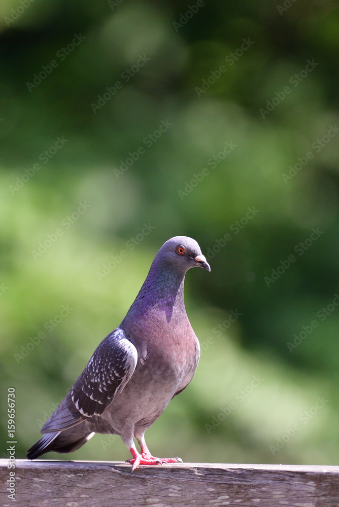 rock dove rock dove