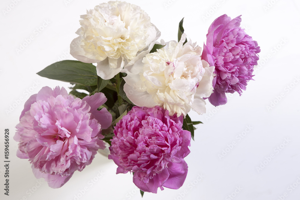 the Cerise Pink and white Peony Flowers on the wooden white table