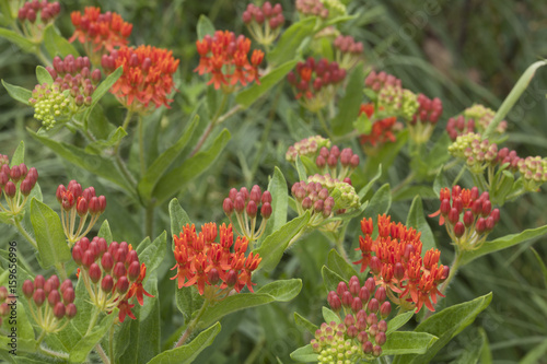 Bright orange Butterfly Milkweed flowering plant in a natural green leafy landscape