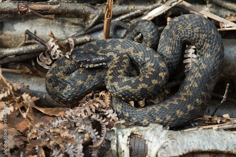 Obraz premium Adder (Vipera berus)/Common European Adder basking in Silver Birch logs