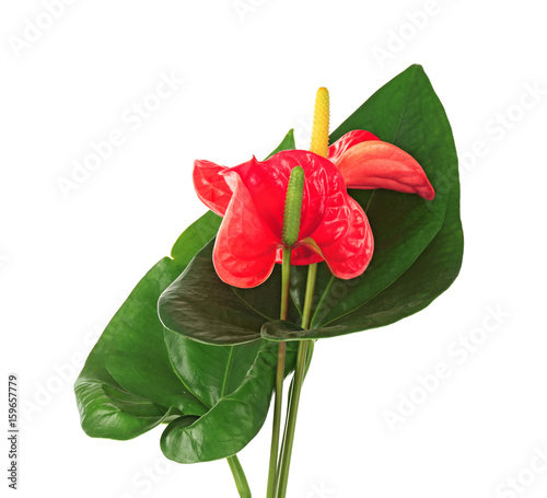Composition with beautiful tropical flowers and leaves on white background