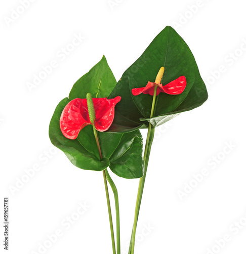 Composition with beautiful tropical flowers and leaves on white background