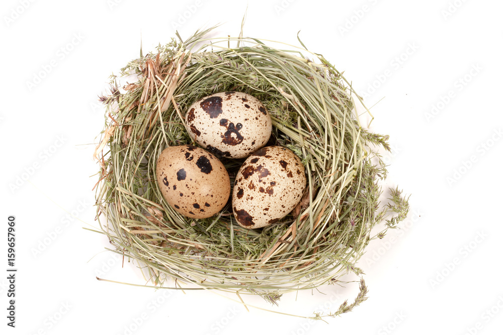 Obraz premium four quail eggs in a nest isolated on white background. Top view