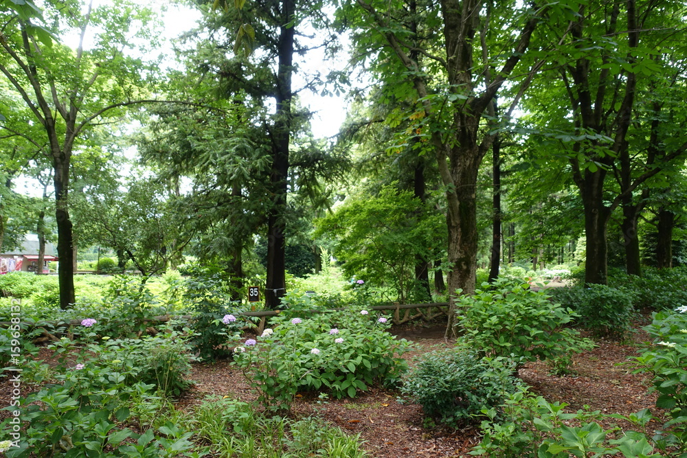 ６月の植物公園