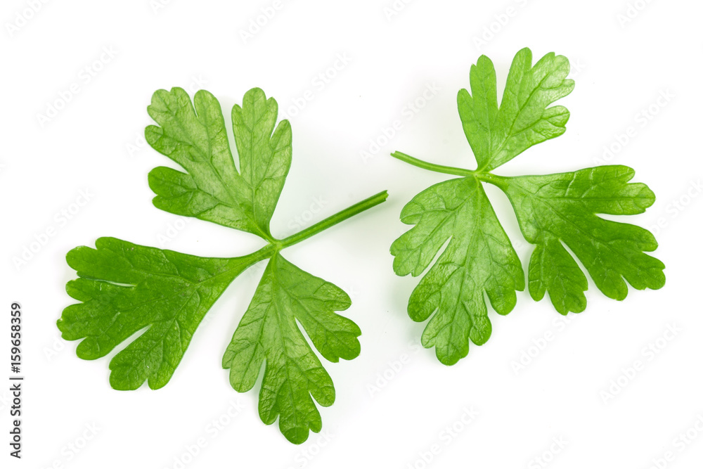 two green parsley leaf isolated on white background. Top view two green parsley leaf isolated on white background. Top view