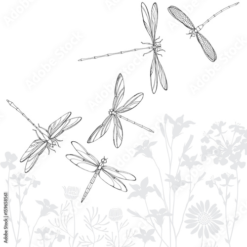 Summer background with silhouettes of meadow flowers and contour drawn by hand dragonflies. Monochrome vector illustration.