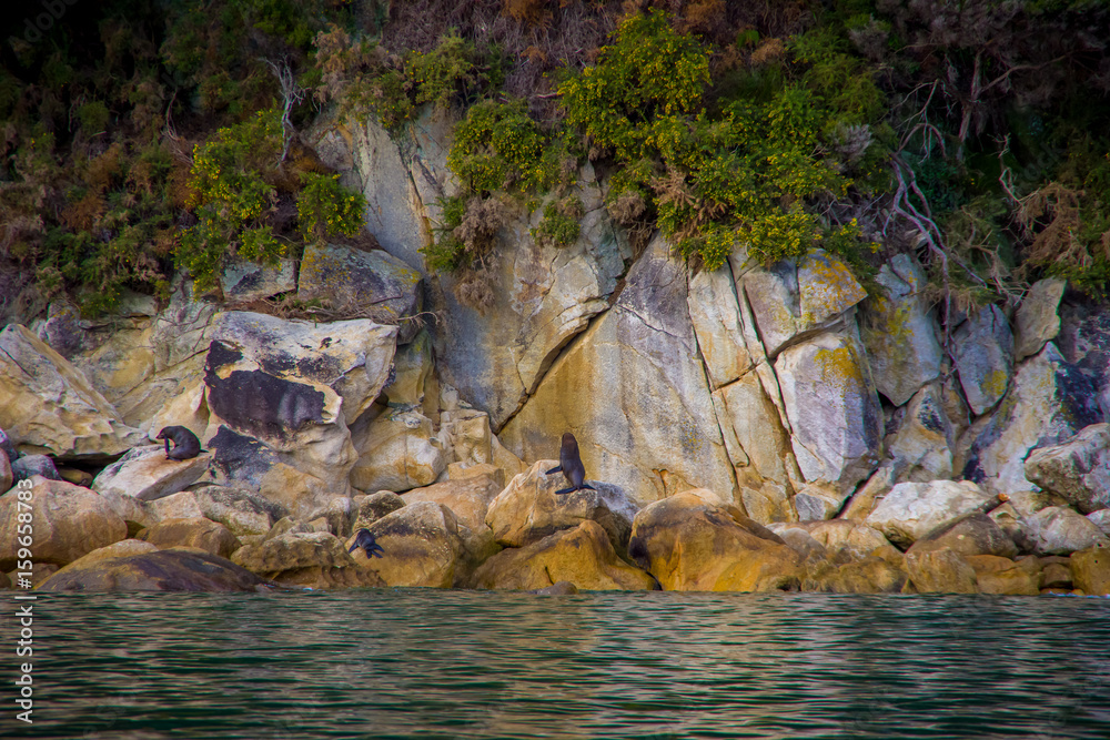 Beautiful sea lions over the rocks in Abel Tasman National Park, located in South Island in New Zealand